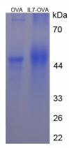 OVA Conjugated Rabbit Interleukin 7 (IL7)