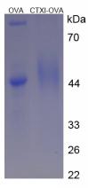OVA Conjugated Human Cross Linked C-Telopeptide Of Type I Collagen (CTXI)