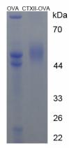 OVA Conjugated Human Cross Linked C-Telopeptide Of Type II Collagen (CTXII)
