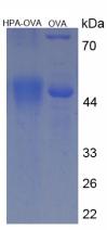 OVA Conjugated Human Heparanase (HPSE)