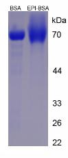 Figure 2. SDS-PAGE