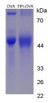 Figure 2. SDS-PAGE