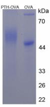 Figure 3. SDS-PAGE
