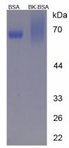 Figure 3. SDS-PAGE