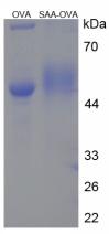 OVA Conjugated Human Serum Amyloid A (SAA)