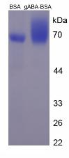 Figure 2. SDS-PAGE