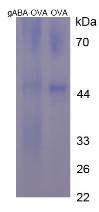 Figure 2. SDS-PAGE