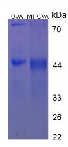 Figure 3. SDS-PAGE