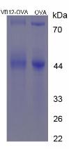 Figure 3. SDS-PAGE