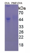 Figure 2. SDS-PAGE