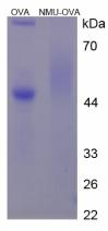 Figure 2. SDS-PAGE