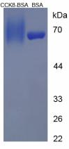 BSA Conjugated Human Cholecystokinin 8 (CCK8)