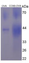 OVA Conjugated Human Cholecystokinin 8 (CCK8)