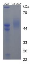 Figure 2. SDS-PAGE