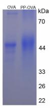 OVA Conjugated Human Pancreatic Polypeptide (PP)
