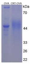 OVA Conjugated Human Calreticulin (CALR)