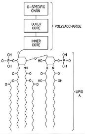 OVA Conjugated Lipopolysaccharide (LPS), RPU50864