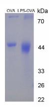 Figure 2. SDS-PAGE