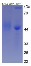 OVA Conjugated Human Salusin Alpha (SALa)