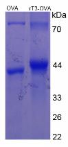 Figure 2. SDS-PAGE