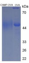 Figure 2. SDS-PAGE