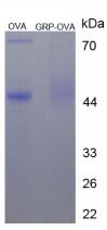 OVA Conjugated Human Gastrin Releasing Peptide (GRP)