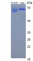 Figure 2. SDS-PAGE
