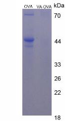 Figure 2. SDS-PAGE