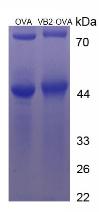 Figure 3. SDS-PAGE