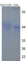 Figure 3. SDS-PAGE