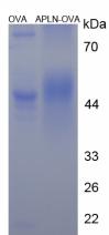 Figure 2. SDS-PAGE