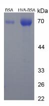 Figure 3. SDS-PAGE