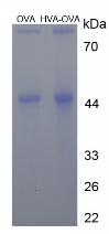 Figure 3. SDS-PAGE