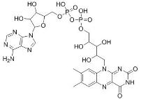 BSA Conjugated Flavin Adenine Dinucleotide (FAD), RPU50899