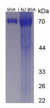 Figure 3. SDS-PAGE