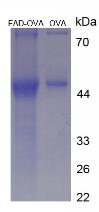 Figure 3. SDS-PAGE