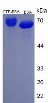 Figure 2. SDS-PAGE