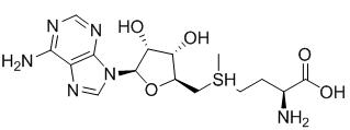 BSA Conjugated S-Adenosyl Methionine (SAM), RPU50905
