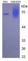 Figure 3. SDS-PAGE