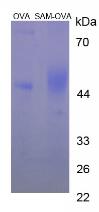 Figure 3. SDS-PAGE