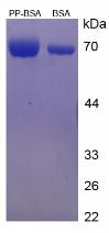 Figure 2. SDS-PAGE