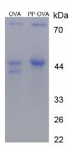Figure 2. SDS-PAGE
