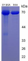 Figure 2. SDS-PAGE