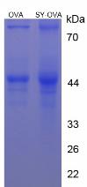 Figure 2. SDS-PAGE
