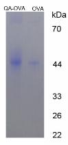 Figure 3. SDS-PAGE