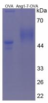 OVA Conjugated Human Angiotensin 1-7 (Ang1-7)