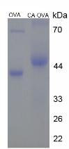 Figure 2. SDS-PAGE