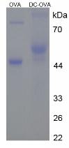 Figure 2. SDS-PAGE