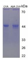 Figure 3. SDS-PAGE