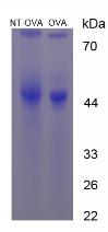 Figure 3. SDS-PAGE